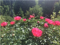 582e2d94-20170604 VV božuri.jpg